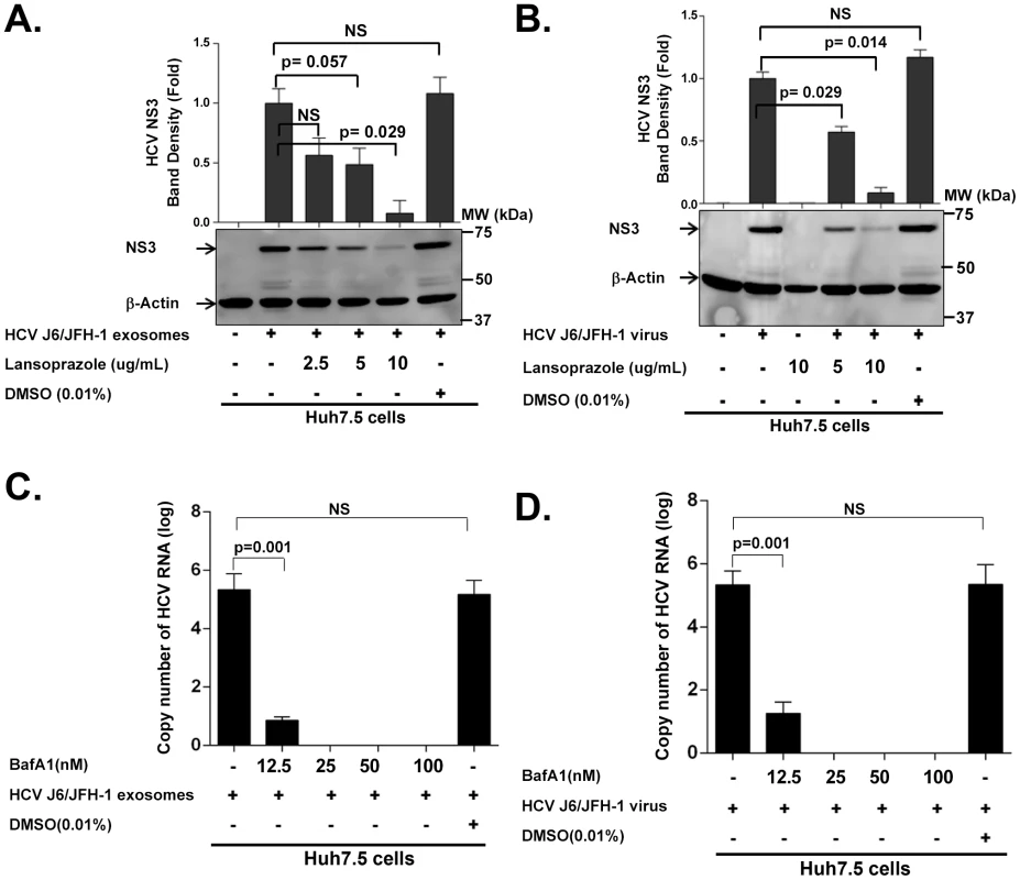 HCV transmission by exosomes and free virus can be blocked by proton pump inhibitor (Lansoprazole) and Vacuolar-type H+-ATPase inhibitor (bafilomycin A1).