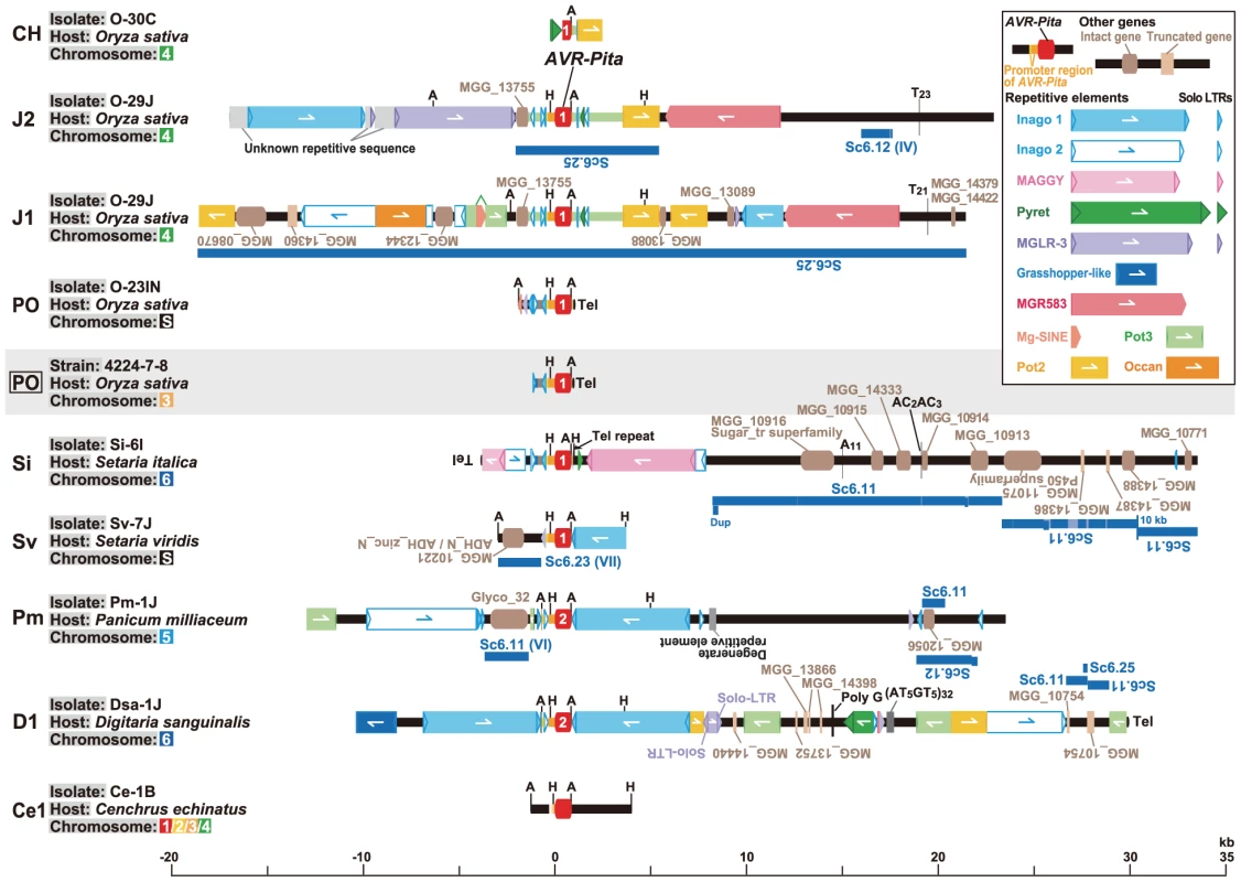 Structures around <i>AVR-Pita</i> homologs in representative RFLP types.