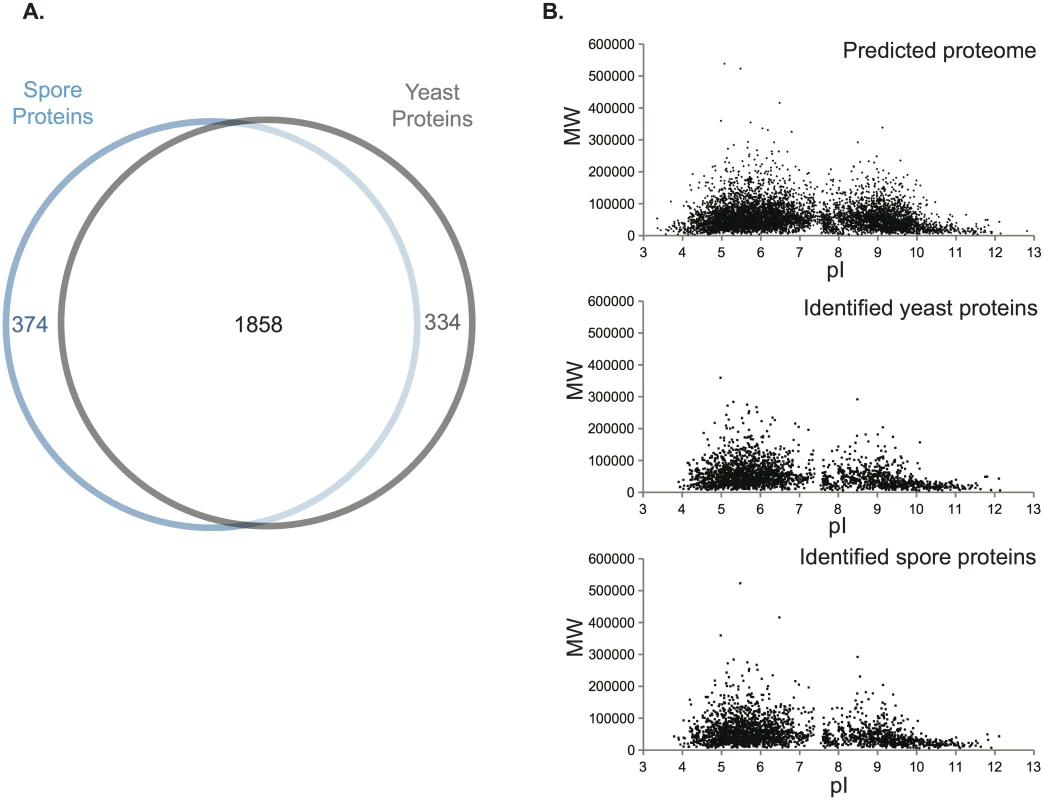 Assessment of the proteomic data.