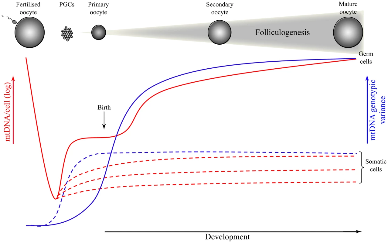 Mitochondrial DNA (mtDNA) copy number and genotypic variance throughout development in germ and somatic cells of mammals.