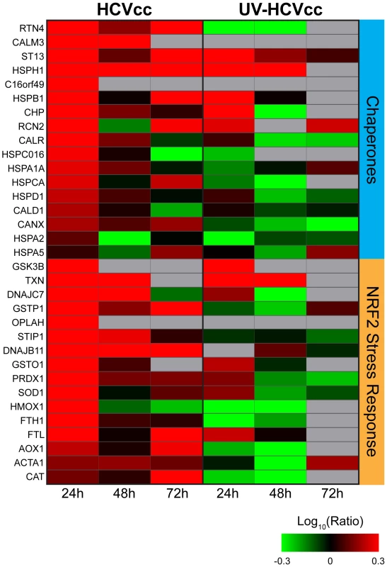 HCV induces protein abundance changes indicative of endoplasmic reticulum (ER) stress and oxidative stress during acute infection of cultured Huh-7.5 cells.