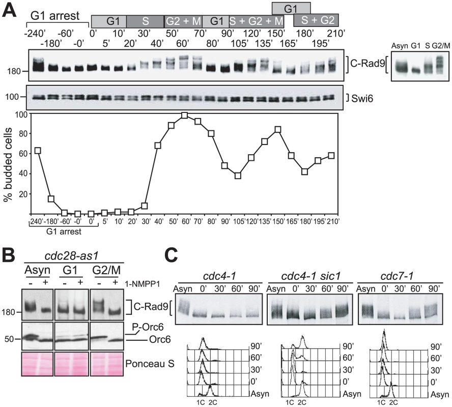 Rad9 is phosphorylated by Cdc28 in the absence of DNA damage.