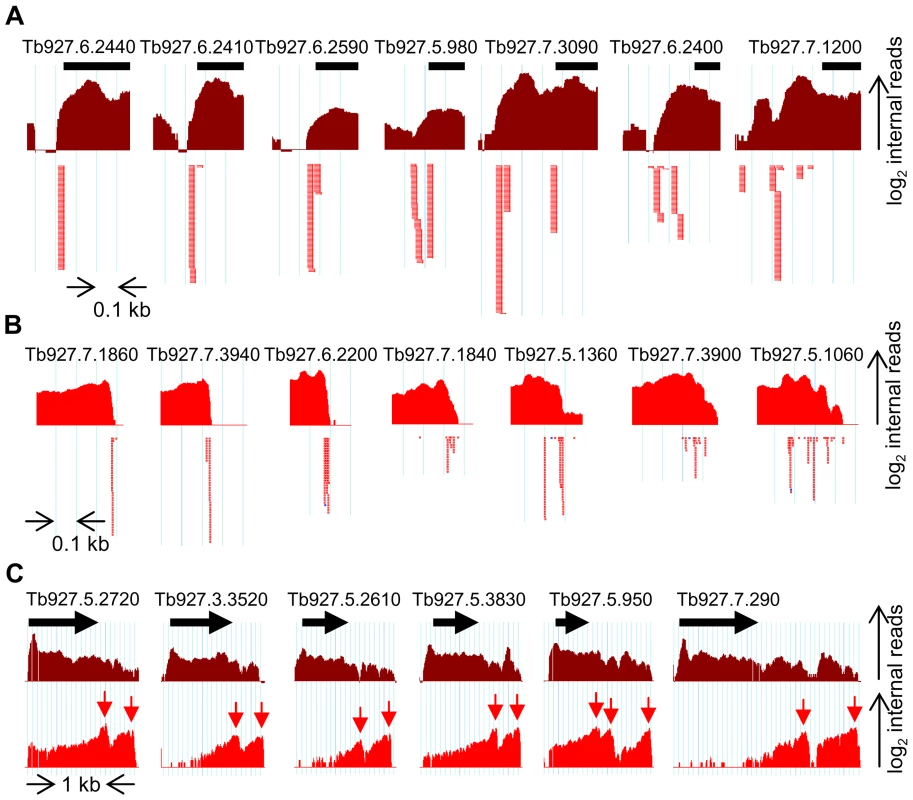 Complexity of pre-mRNA processing patterns in <i>T. brucei</i>.