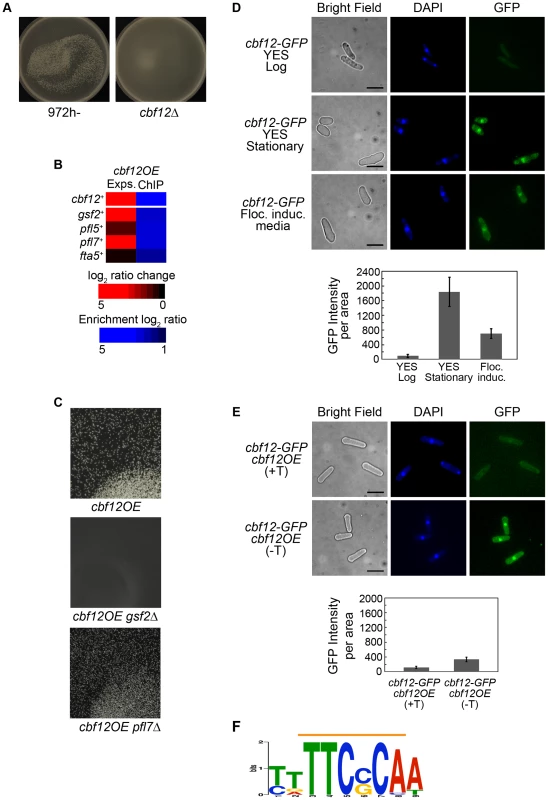Regulation of flocculation by Cbf12.