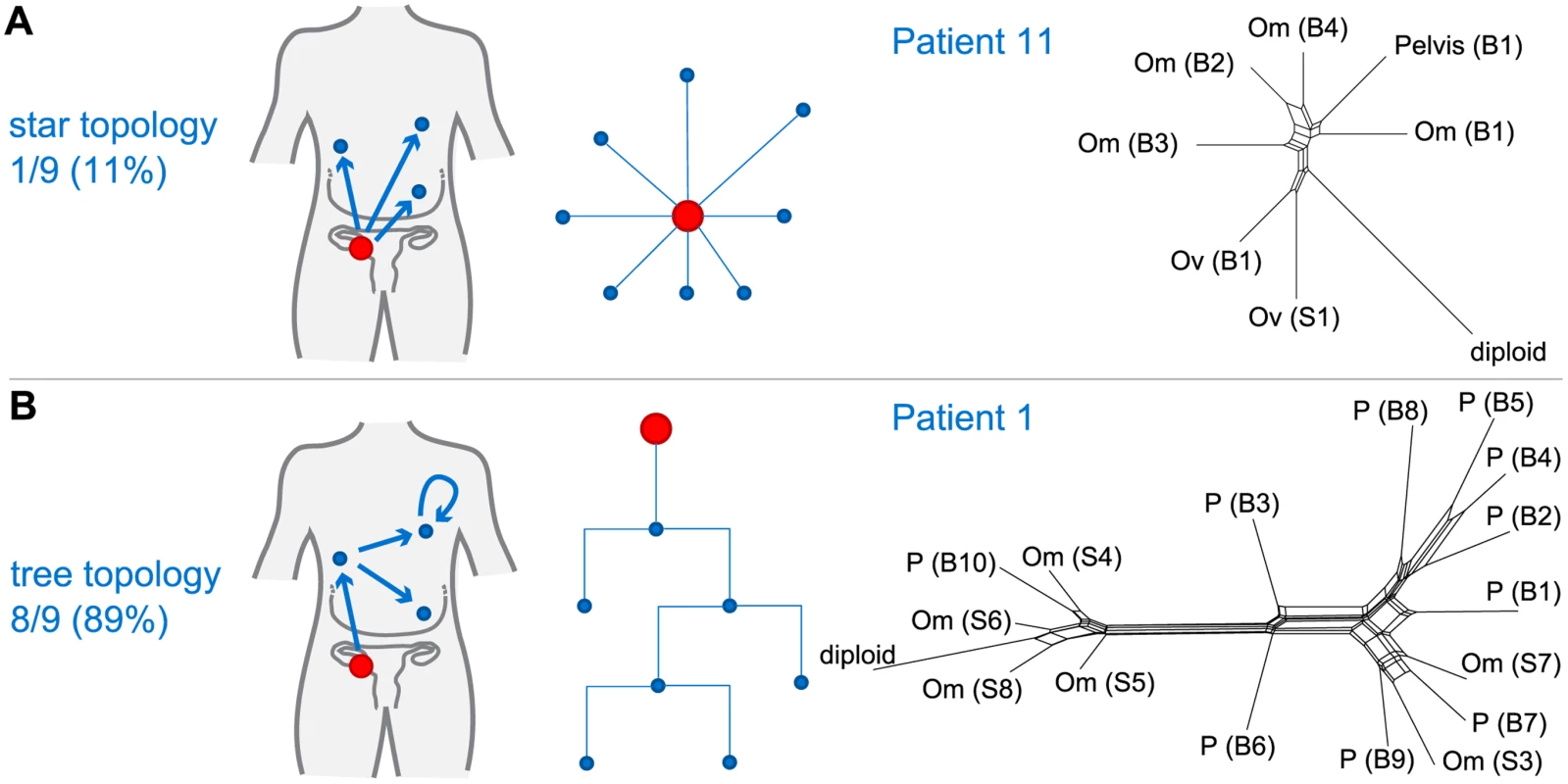 Branching patterns in HGSOC.