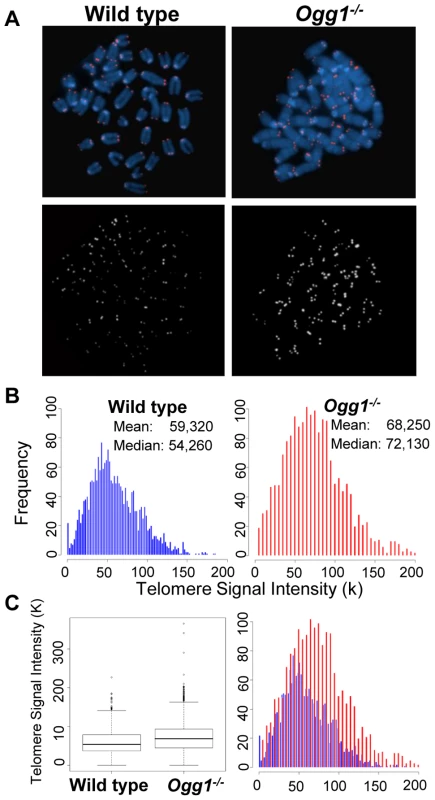 Telomere length in hematopoietic cells freshly isolated from wild-type and <i>Ogg1<sup>−/−</sup></i> mice.