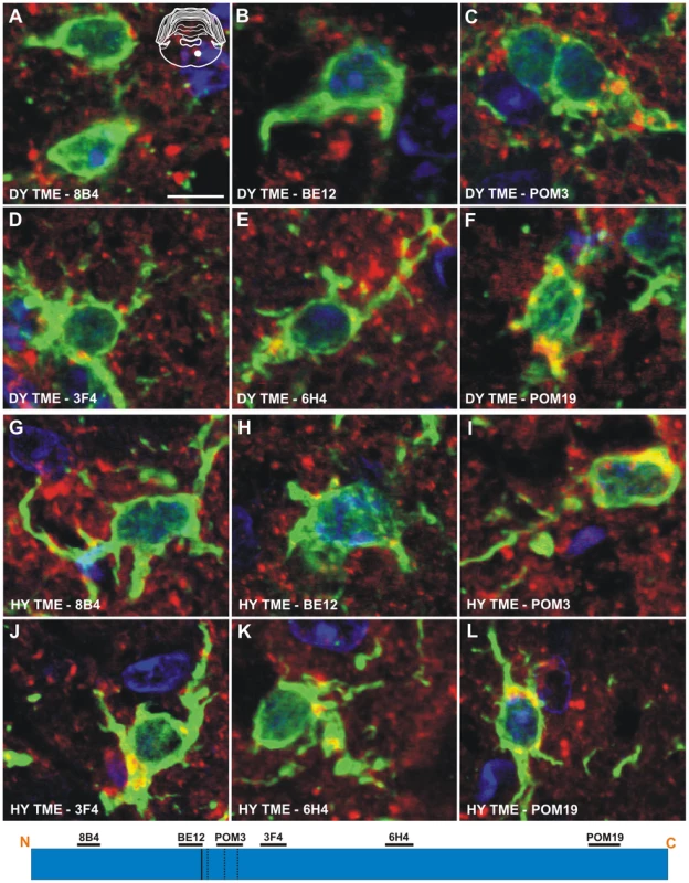 Identical processing of PrP<sup>Sc</sup> in microglia of hamsters infected with either the DY or HY TME agents.