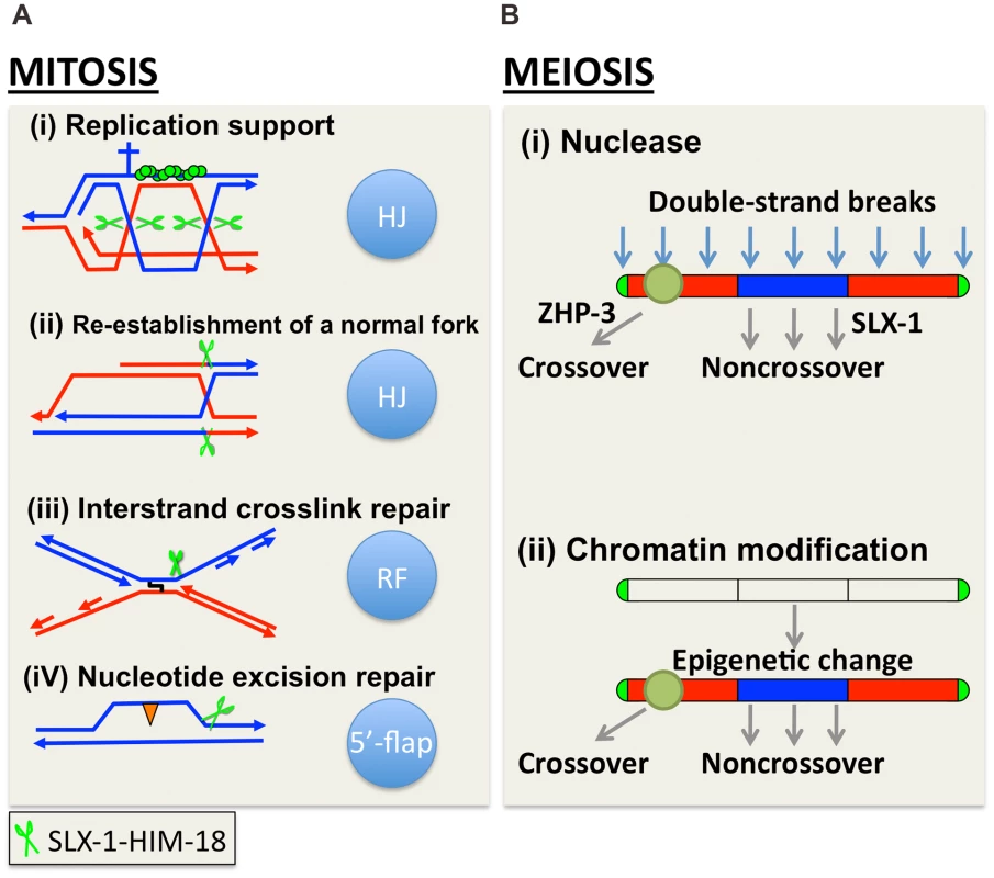 A model for how SLX-1 functions as a structure-specific endonuclease in various genome maintenance pathways.