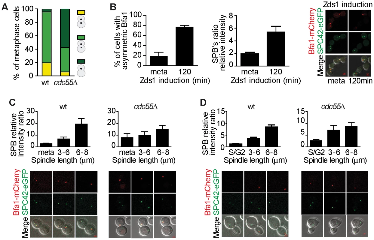 Bfa1 localizes asymmetrically at the dSPB in the absence of PP2A<sup>Cdc55</sup> activity.