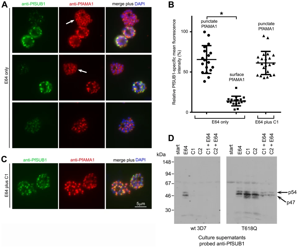 PfPKG inhibitors block discharge of exonemes and micronemes.