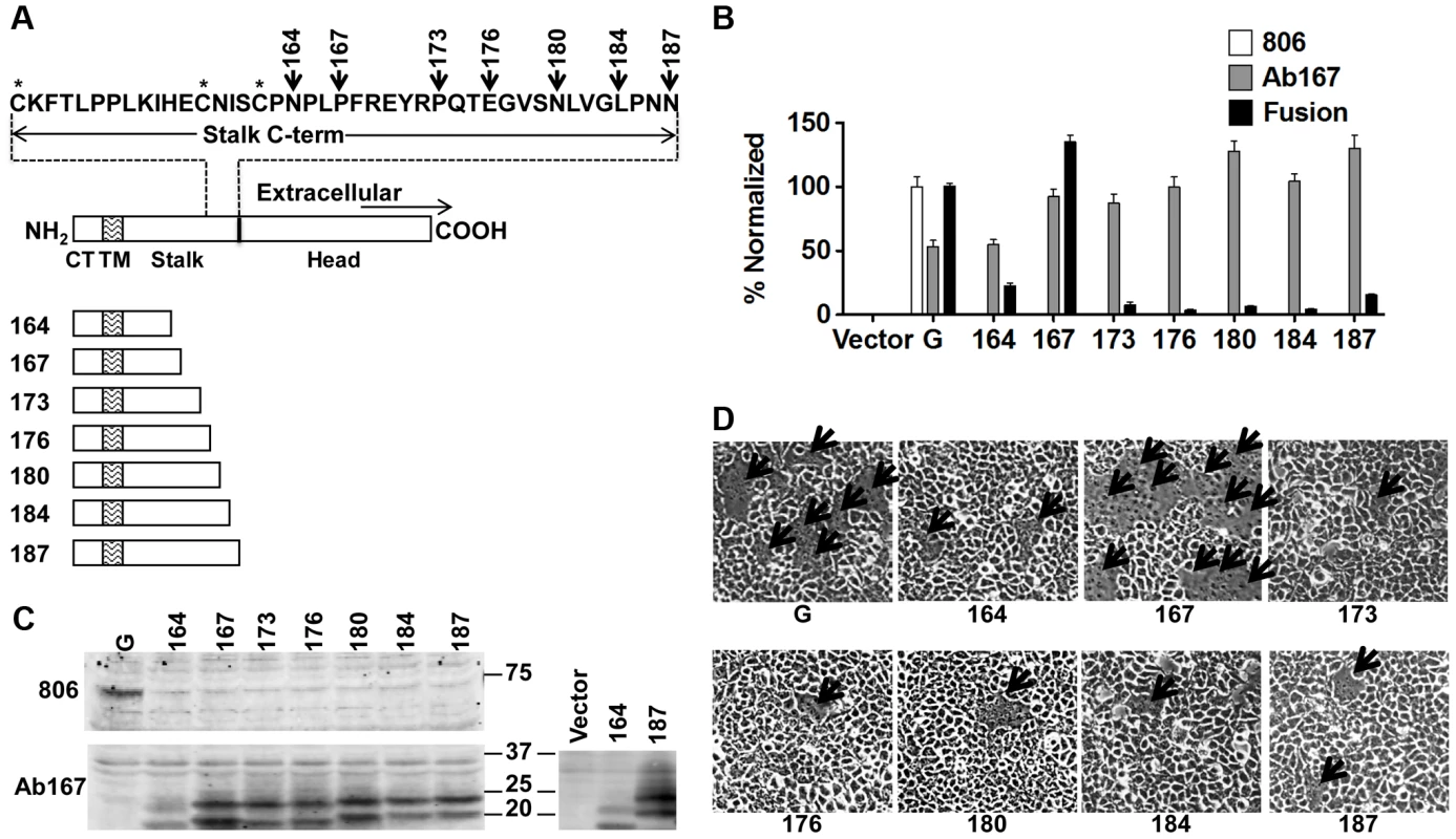 Headless NiV-G can trigger cell-cell fusion.
