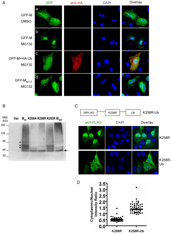 Ubiquitination regulates NiV-M nuclear export.