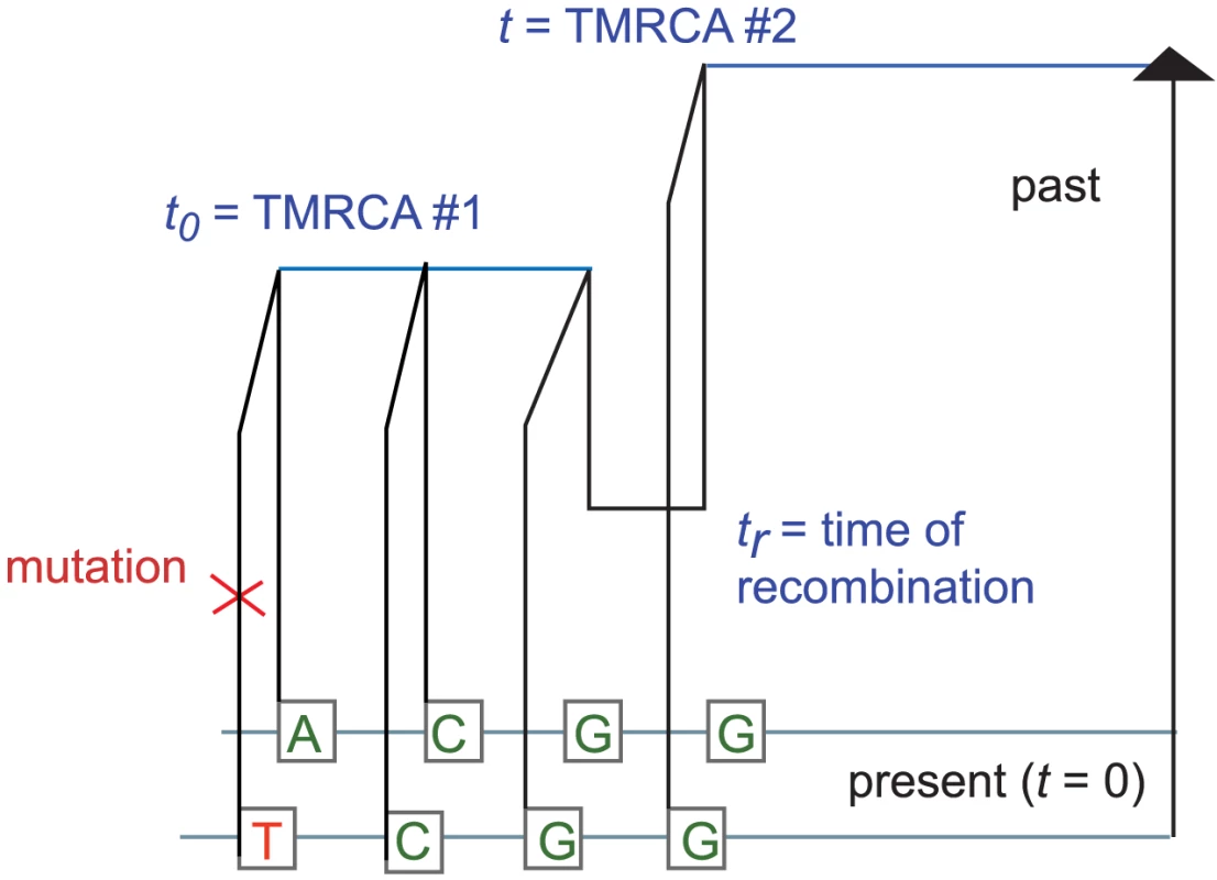 The coalescent with recombination and the sequentially Markov coalescent associate an observed pair of DNA sequences with a history that specifies a time to most recent common ancestry for each base pair.