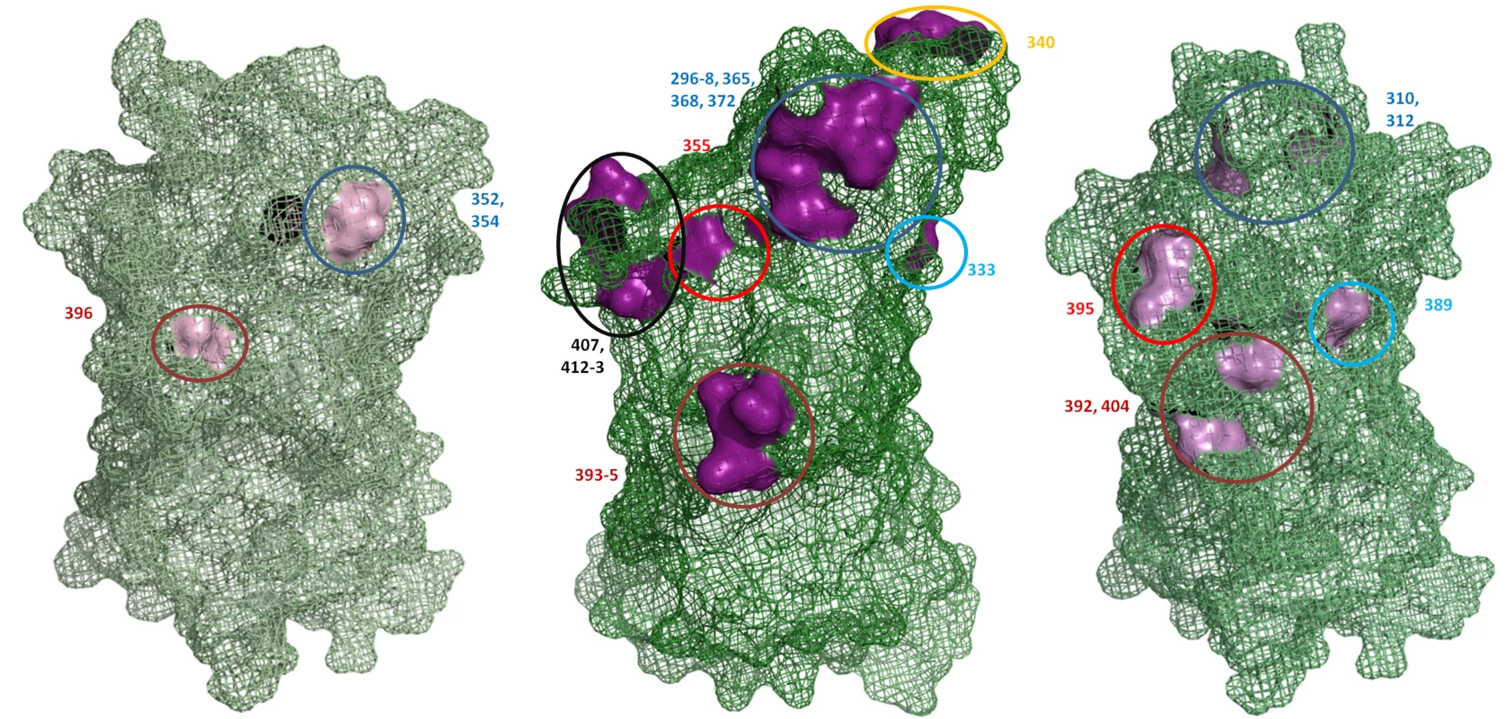 Hypervariable residues in GII.3, GII.4 and GII.7 are localised to common regions on the surface of the capsid P2 domain.