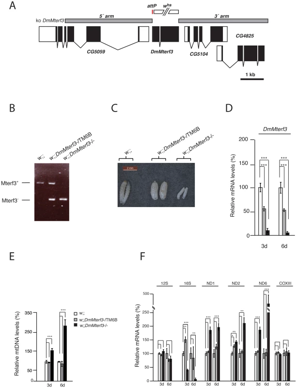 Creation and characterization of <i>DmMterf3</i> knockout larvae.