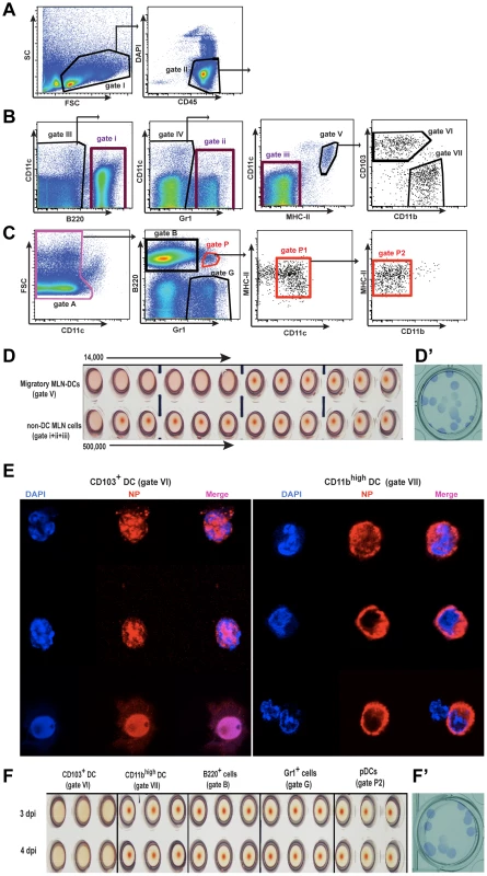 Migratory CD103<sup>+</sup> DCs are the major cell type carrying infectious virus particles to the MLNs.