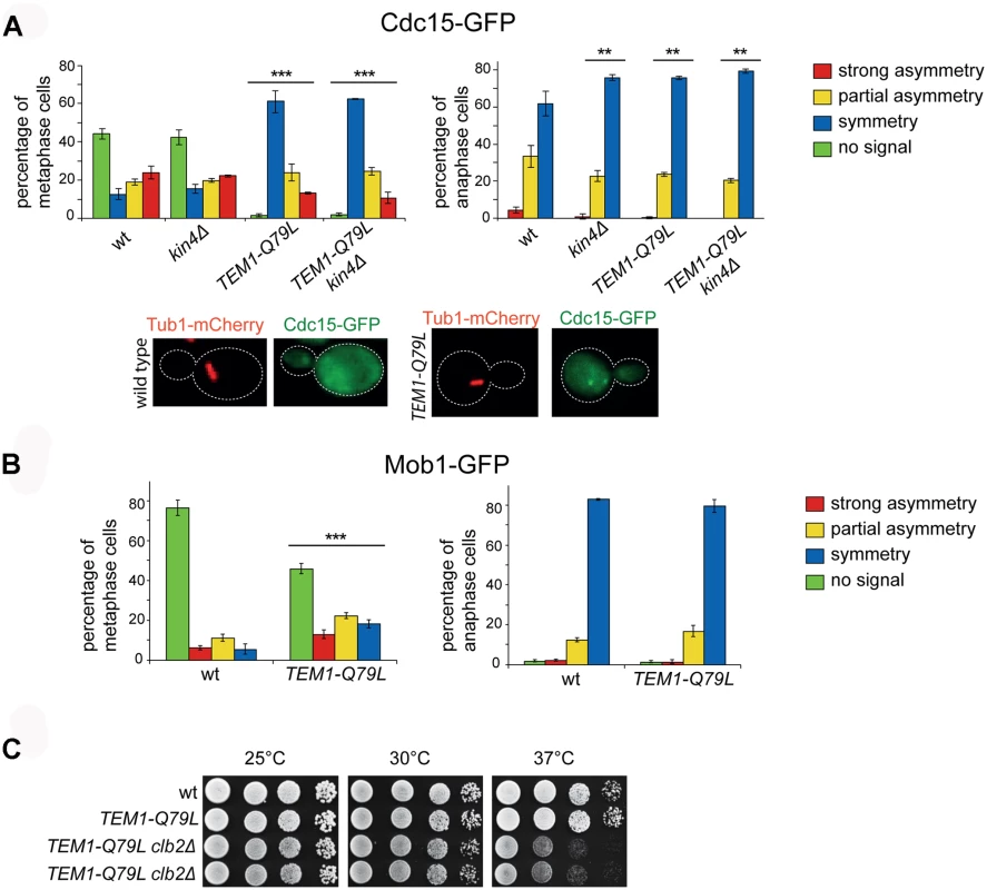 The <i>TEM1-Q79L</i> allele leads to premature Cdc15, but not Mob1, loading on SPBs.