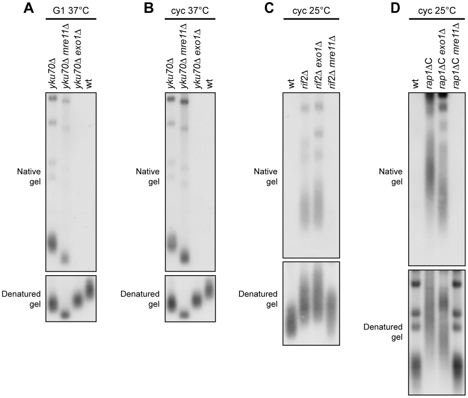 Nuclease requirements for ssDNA generation at native telomeres.