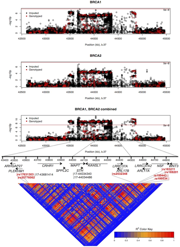 Mapping of the 17q21 locus. 
