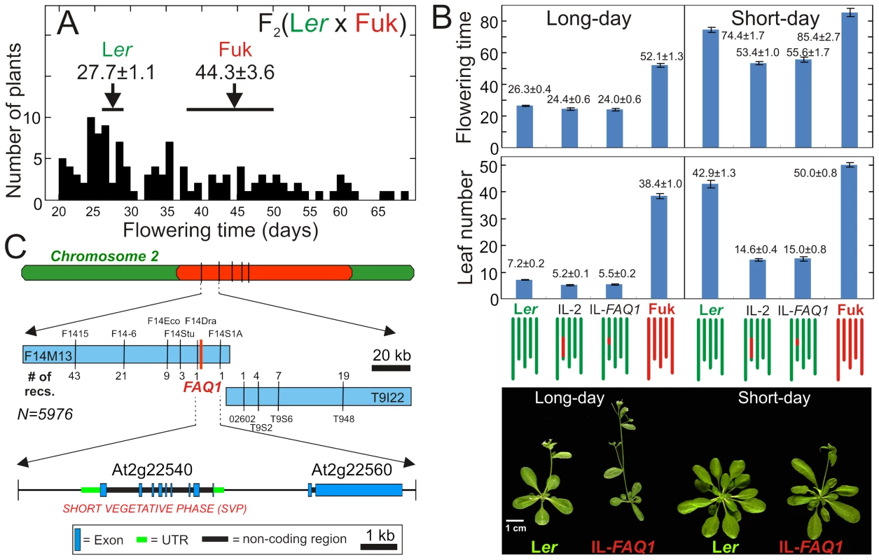 Identification, characterization, and mapping of <i>FAQ1</i>.