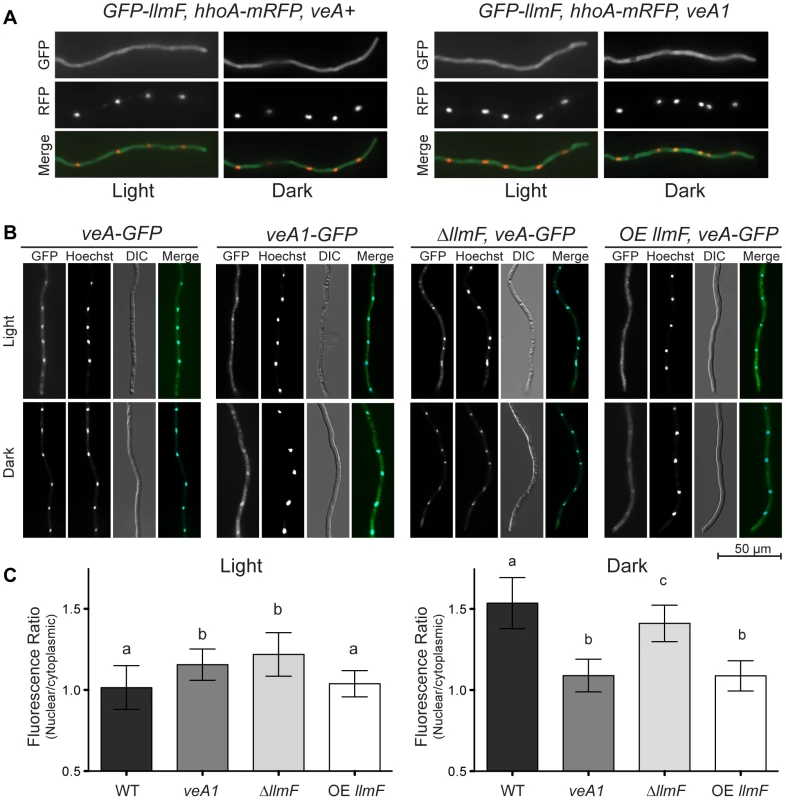 LlmF localizes to the cytoplasm and controls the subcellular localization of VeA.