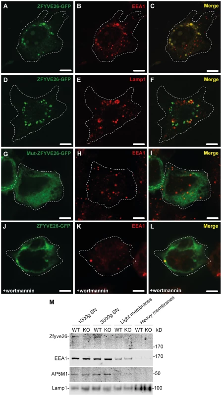 Zfyve26 is associated with endolysosomal membranes.
