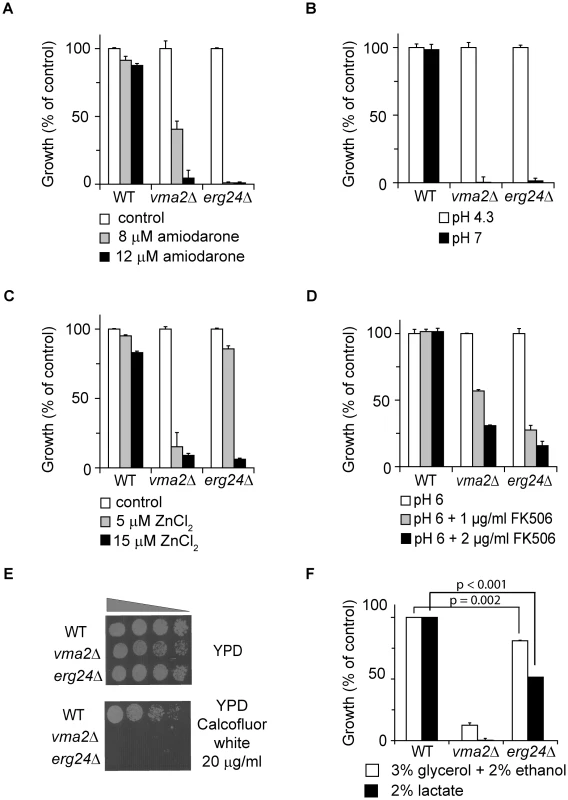 <i>erg24Δ</i> exhibits multiple <i>vma<sup>−</sup></i> phenotypes.