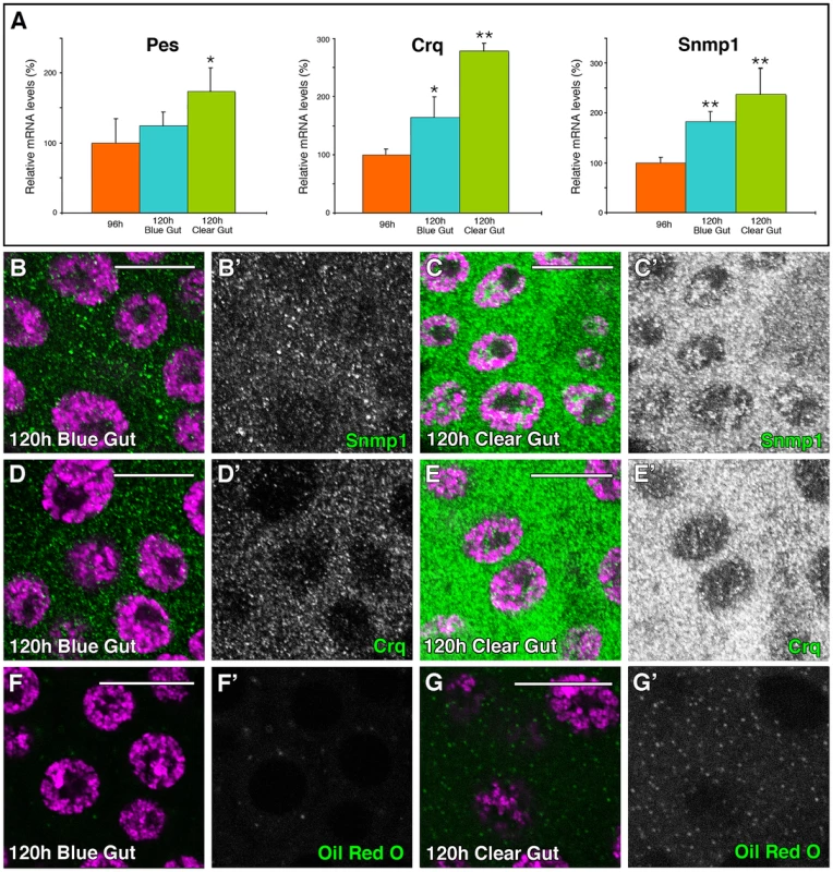 SR-BIs expression and lipid uptake is upregulated at late L3.