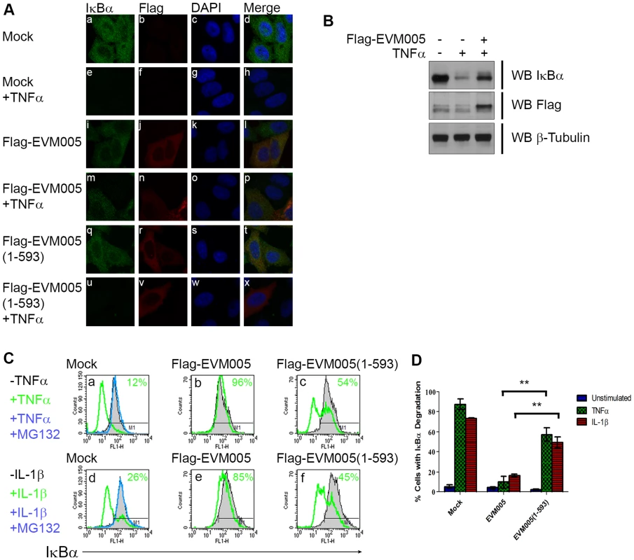 EVM005 inhibits IκBα degradation.