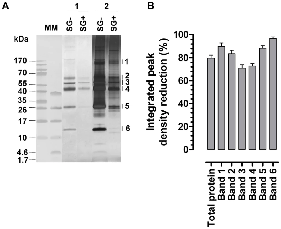Effects of the <i>T. brucei</i> salivary gland infection on the tsetse fly salivary protein composition.