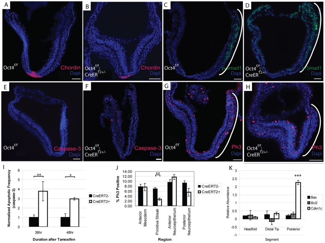 Decreased proliferation in the primitive streak occurs coincident with Oct4 depletion.