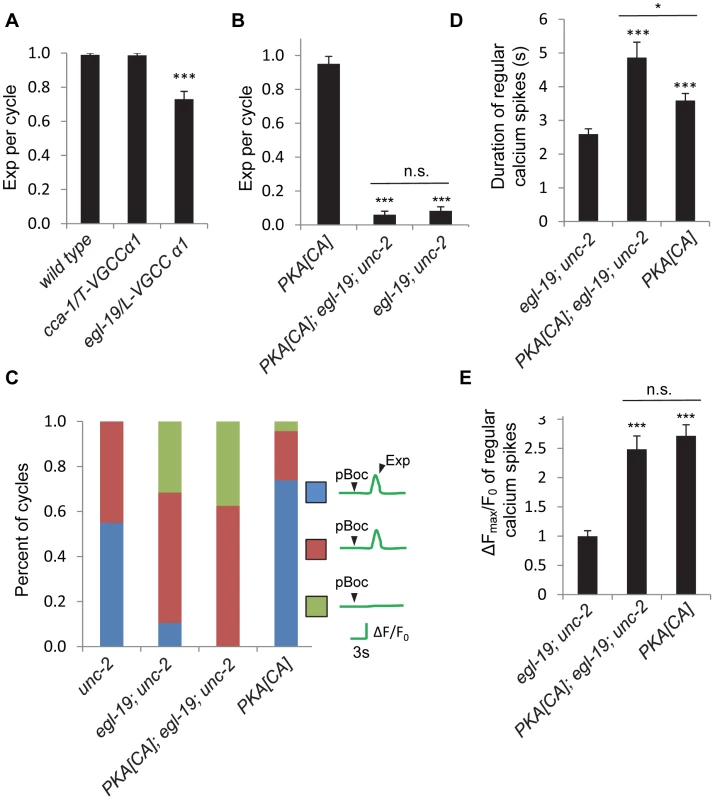 Other non voltage-gated calcium channels are required from calcium influx in the GABAergic neurons.