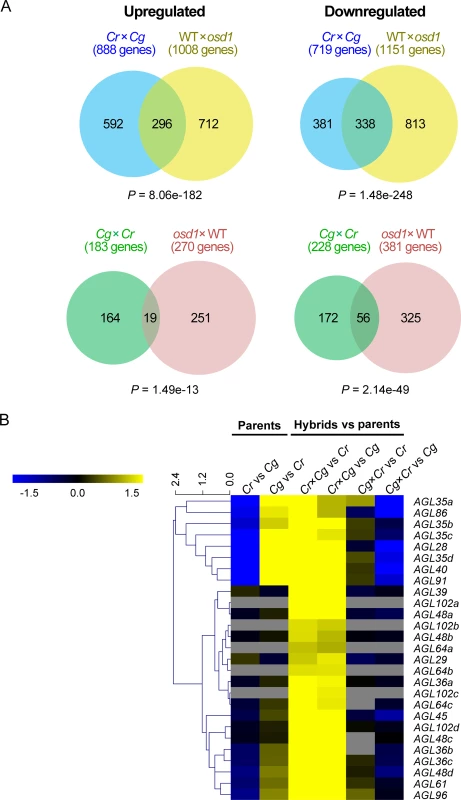 Molecular response to reciprocal hybridizations of <i>C</i>. <i>rubella</i> × <i>C</i>. <i>grandiflora</i> is similar to interploidy hybridizations in Arabidopsis.