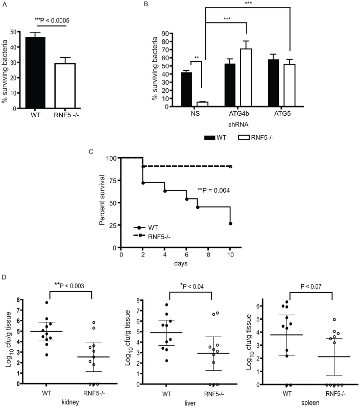 Resistance to GAS infection in RNF5 KO mice.