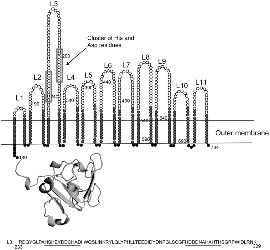 Topology model of ZnuD.