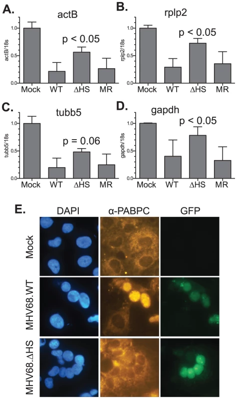 MHV68.ΔHS is defective for host shutoff.