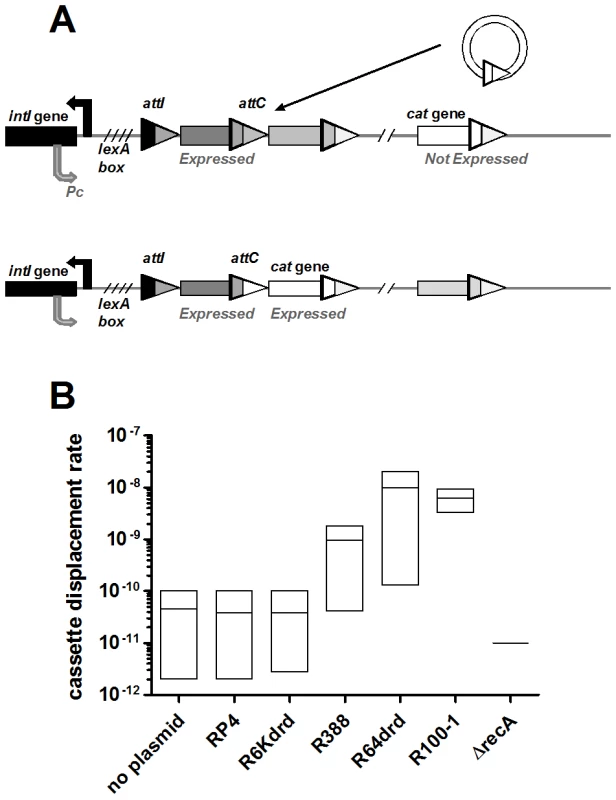 Conjugation triggers IntIA-dependent cassette recombination in <i>V.cholerae</i> superintegron.