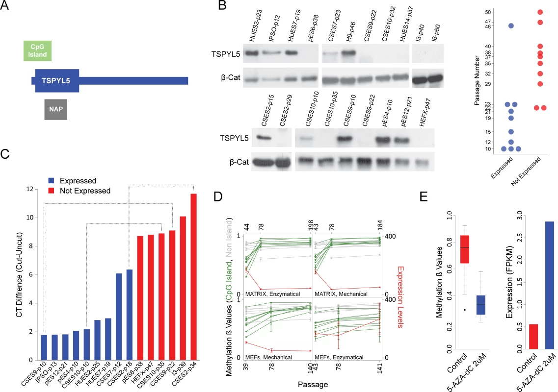 <i>TSPYL5</i> undergoes hyper methylation and silencing in culture.