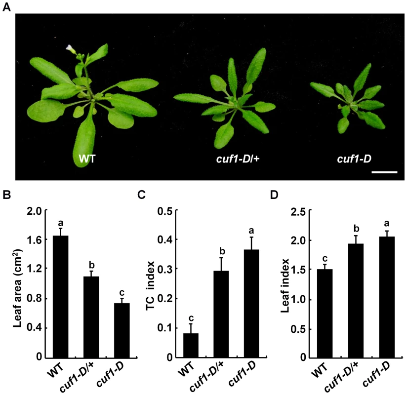 Phenotype of <i>cuf1-D</i> plants.