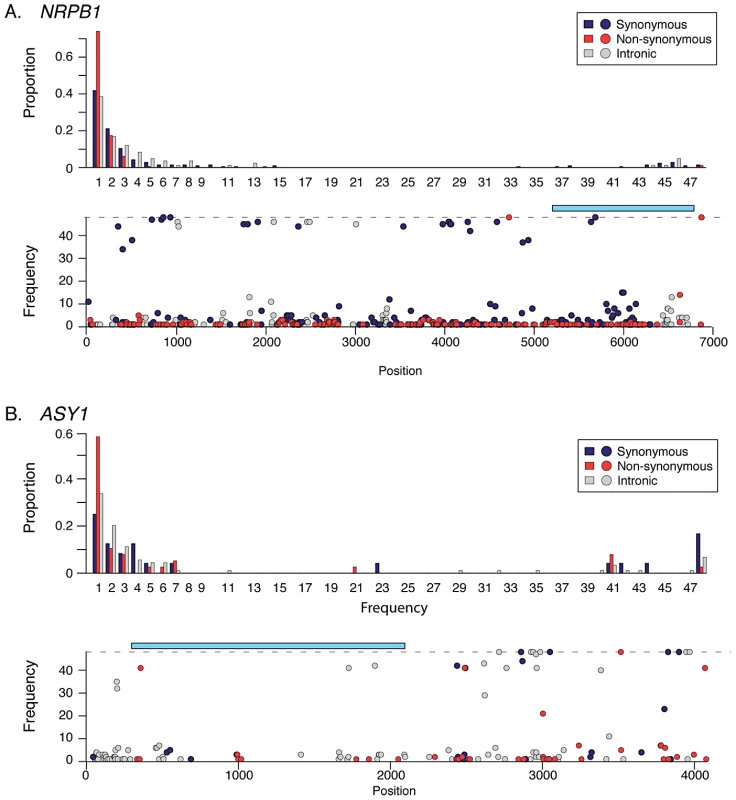 Site frequency spectra and SNP frequency for <i>NRPB1</i> and <i>ASY1</i>.
