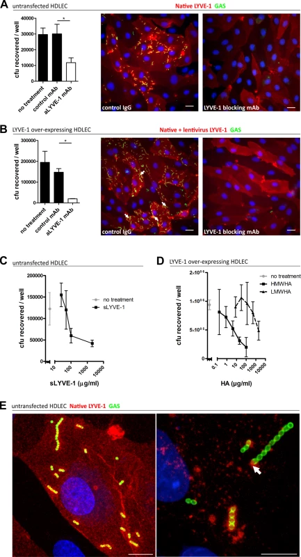 Human LYVE-1 mediates GAS adhesion to HDLEC <i>via</i> capsular HA.