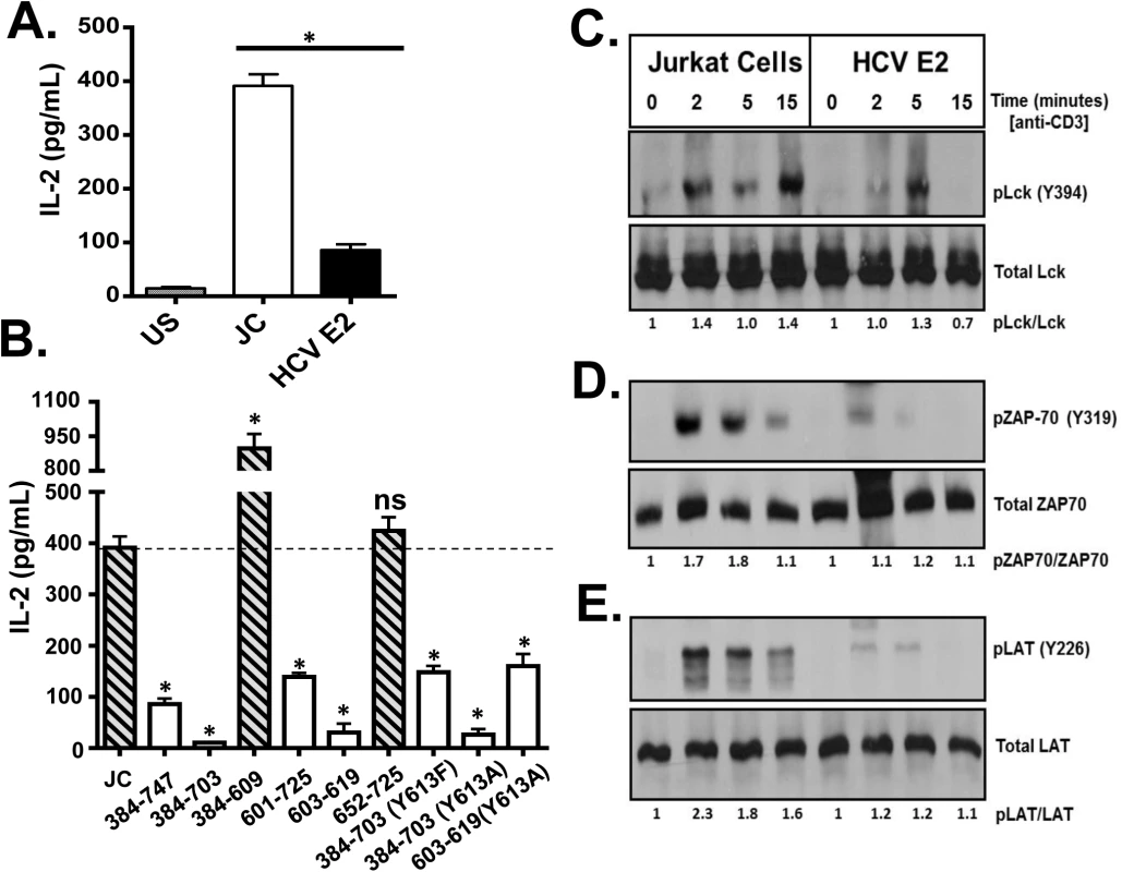 HCV envelope protein E2 inhibits T cell receptor (TCR)-mediated signaling.