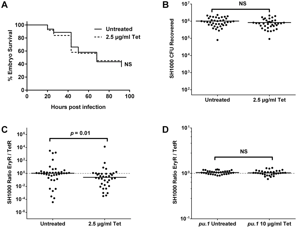 The effect of a sub-curative antibiotic dose on zebrafish embryos infected with <i>S. aureus</i> SH1000.
