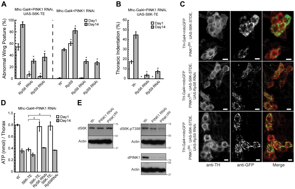 <i>RpS6</i> or <i>RpS9</i> RNAi blocks the enhancing effects of S6K-TE in <i>PINK1 RNAi</i> background.