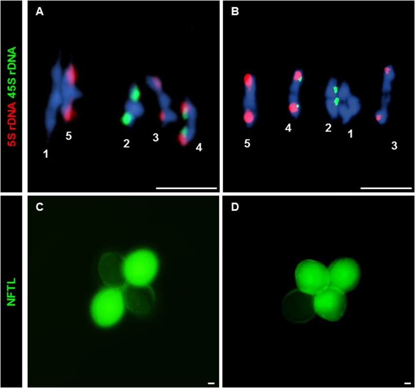 CO and NCO measurements: Chiasma and GC scoring by FISH and NFTLs.