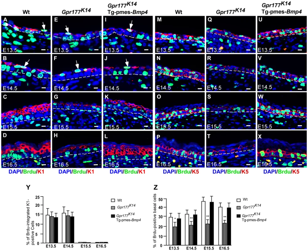 The number of proliferating basal cells is affected in the <i>Gpr177</i> mutant, which is rescued by transgenic <i>Bmp4</i> expression.