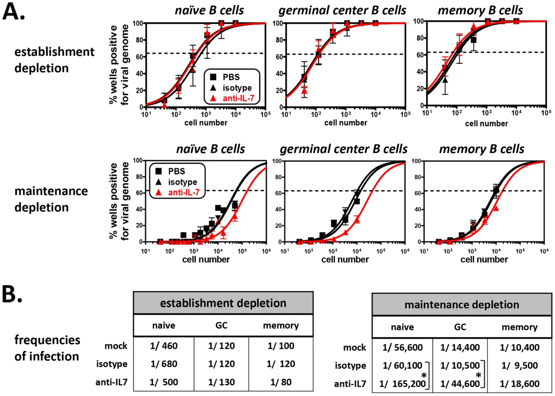 The frequency of MHV68 infection in mature B cells is decreased in mice depleted of developing B cells.