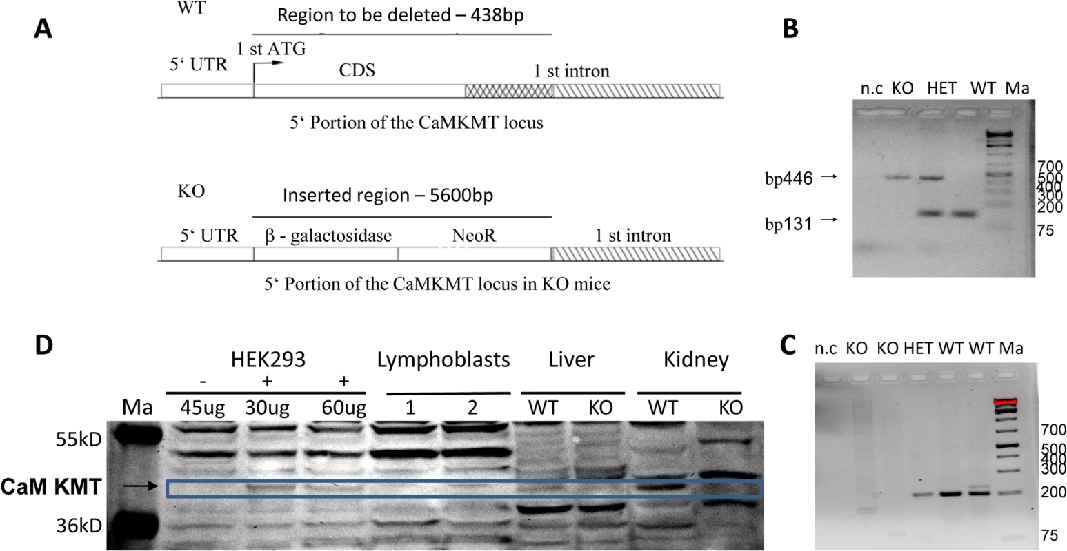 Construct design and validation of the Knock out mice.