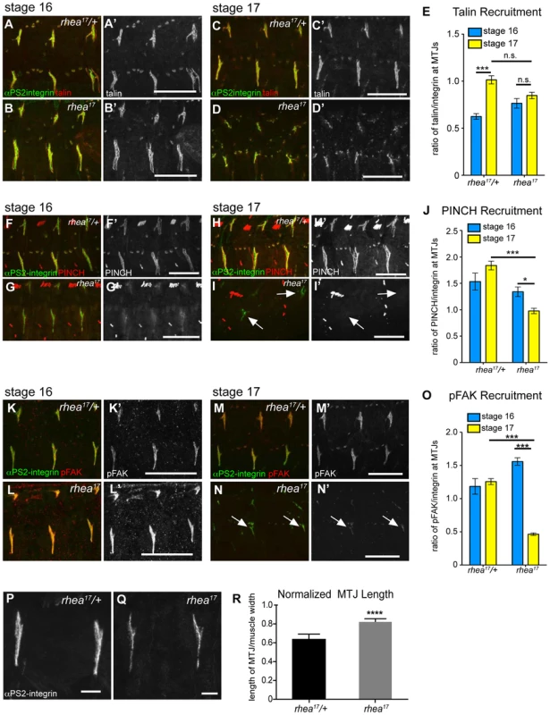 <i>rhea<sup>17</sup></i> disrupts adhesion complex reinforcement and adhesion consolidation.