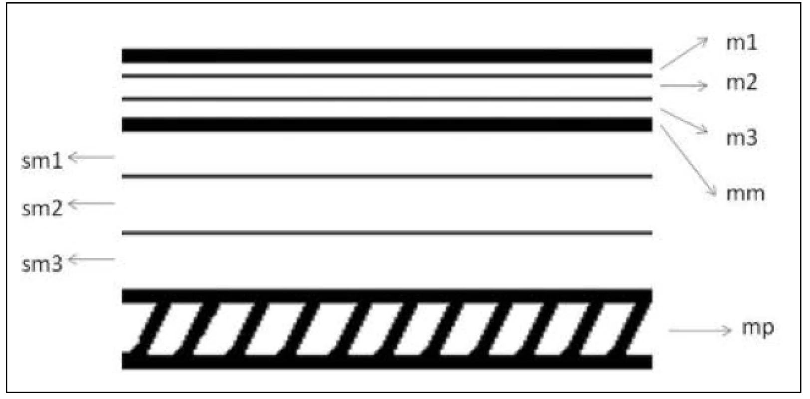 Vrstvy stěny jícnu v histologickém hodnocení – schéma
Fig. 1: Oesophageal wall layers in histological evaluation – diagram
